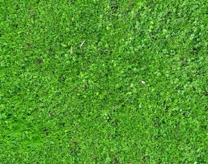 ModernGrass