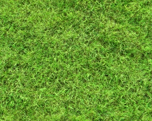 草皮地面-ID:496361979