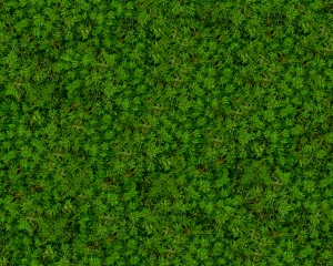 草皮地面-ID:304508923