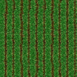 ModernGrass