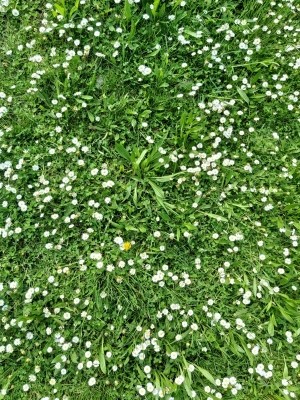 草皮地面-ID:198287962