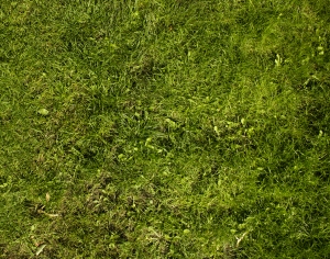 草皮地面-ID:137676959