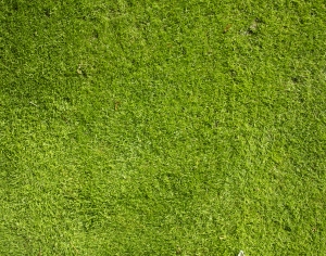 草皮地面-ID:794004925