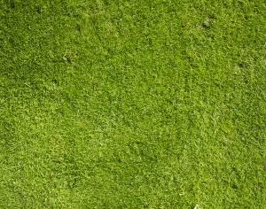 ModernGrass