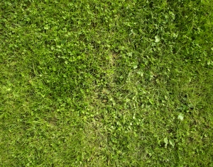 草皮地面-ID:332206017
