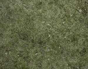 枯草皮地面-ID:545181999
