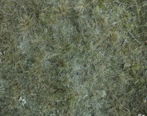 ModernGrass
