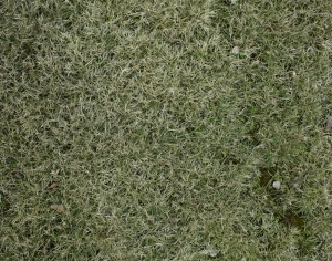 ModernGrass