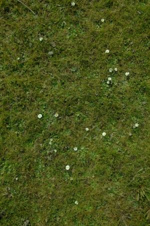 草皮地面-ID:223339084
