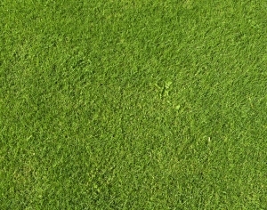 ModernGrass