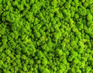 草皮树林-ID:256779295
