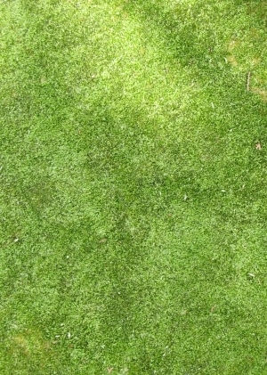 ModernGrass