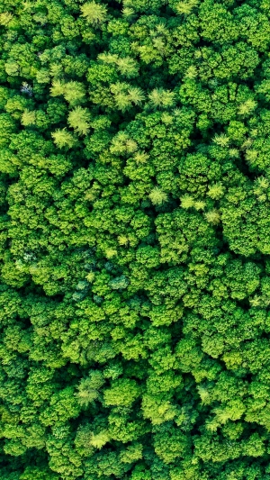 草皮树林-ID:639162066