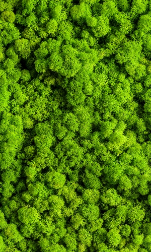 草皮树林-ID:205971966