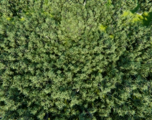 草皮树林-ID:546967031