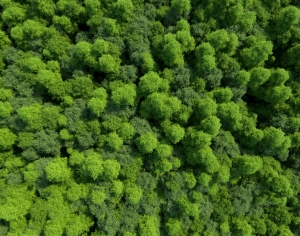 草皮树林-ID:852385045