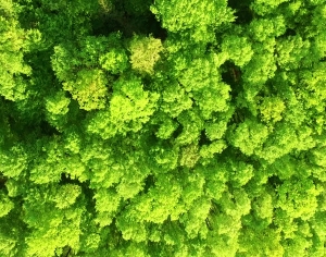 草皮树林-ID:491045008