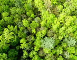 草皮树林-ID:684654954