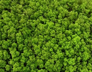 草皮树林-ID:222659117