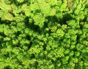 草皮树林-ID:807806972