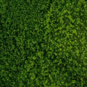 草皮树林-ID:296619892