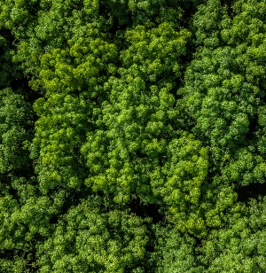 草皮树林-ID:711349011