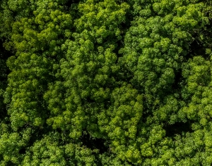 草皮树林-ID:856838949