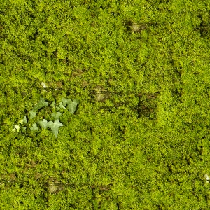 草皮树林-ID:970674993