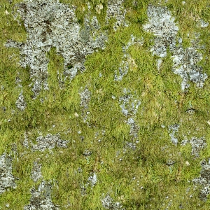 草皮树林-ID:319742925