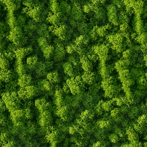 草皮树林-ID:709834109