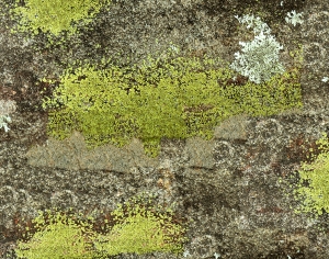 草皮树林-ID:988628915