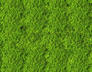 ModernGrass