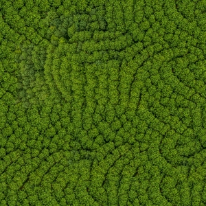 草皮树林-ID:288207053