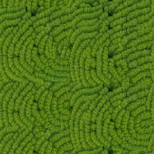 草皮树林-ID:319183117