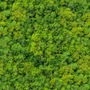 草皮树林-ID:500175006