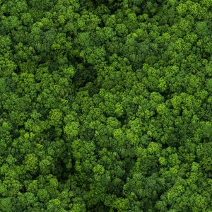 草皮树林-ID:688860896