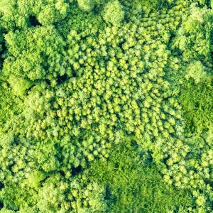 草皮树林-ID:238356115