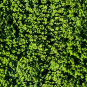 草皮树林-ID:797765972
