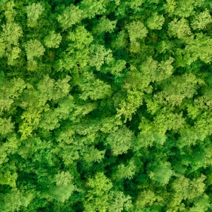 草皮树林-ID:624861009
