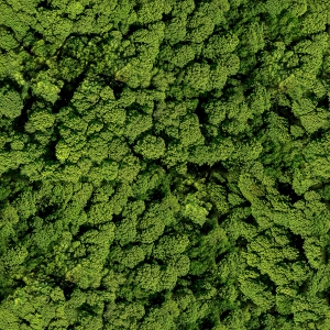 草皮树林-ID:135536914