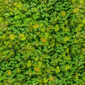 草皮树林-ID:150508941