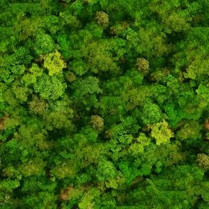 草皮树林-ID:401722915