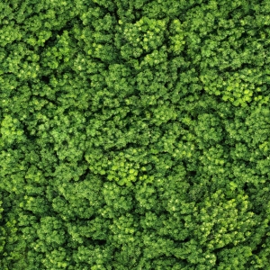 草皮树林-ID:694478993