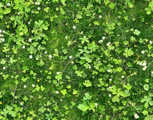 草皮树林-ID:107579241