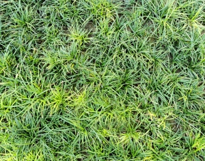 草皮树林-ID:471260592