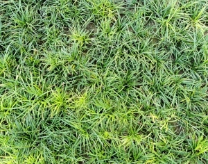 ModernGrass