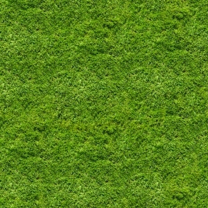 ModernGrass