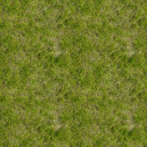 草皮树林-ID:428637032