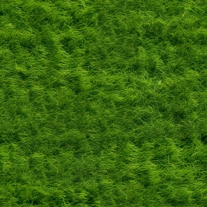 ModernGrass