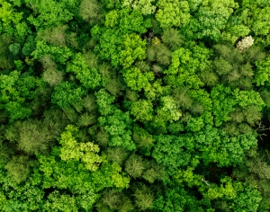 草皮树林-ID:294488912